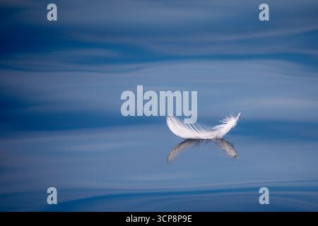 A single white feather floating on the blue water of the Matanzas River Stock Photo