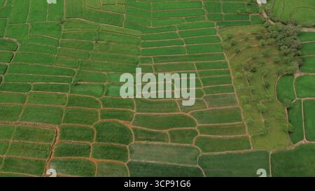 Aerial view of vibrant green rice paddies and agricultural fields ...