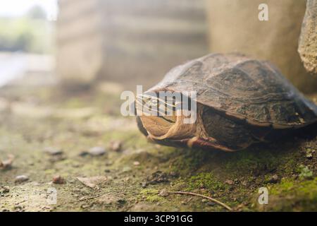A turtle resting near a rock wall in its natural habitat. Stock Photo