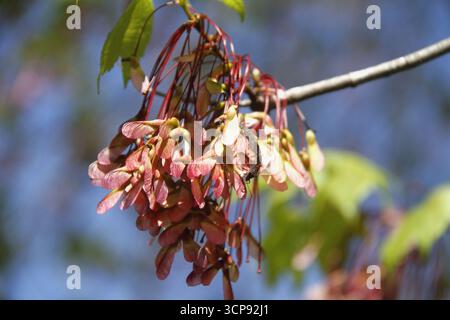 Maple tree's seeds hanging from the branches Stock Photo
