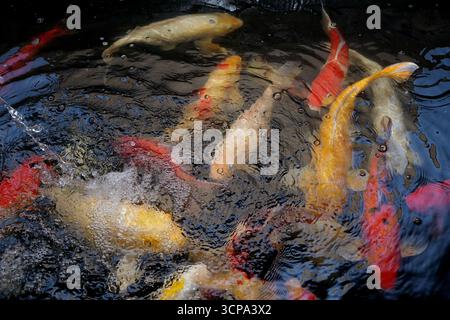 Group of beautiful Japanese Carp fish are swimming on pond with air bubbles and shadow reflection on surface water, pet for relaxation on recreation Stock Photo