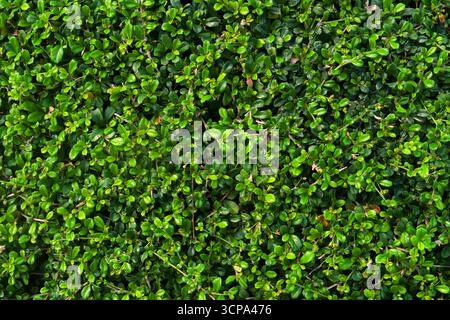 Fresh small green leaves wall background on garden Stock Photo