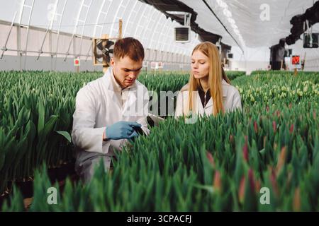 Two agricultural scientists in white lab coats examining green plants in a greenhouse, surrounded by rows of healthy foliage, showcasing the Stock Photo