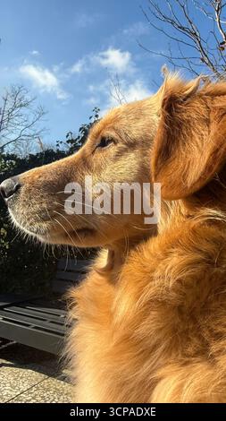 Golden retriever dog in profile view, sitting outdoors in sunlight with a clear blue sky in the background. Stock Photo