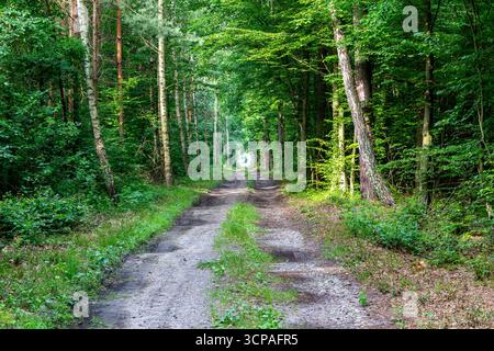 Straight dirt road through lush deciduous forest with trees on the sides in Puszcza Marianska Nature Reserve in Poland. Stock Photo
