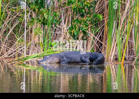 Profile view of an alligator with water reflections at the Blue Hole lake in Big Pine Key, Florida Stock Photo
