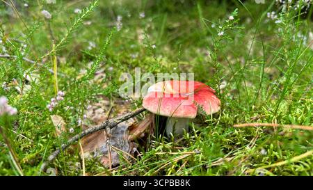 A vibrant red mushroom grows amidst green grass and small flowers in a natural setting. The scene captures the beauty of nature and biodiversity. Stock Photo