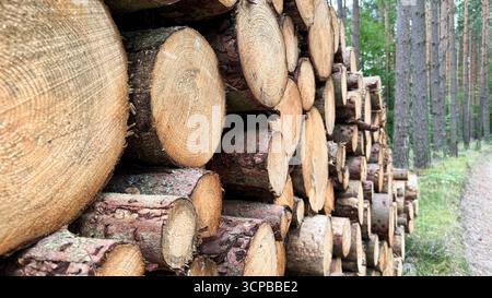 Stacked logs in a forest setting. The logs are cut and neatly arranged along a path surrounded by trees. Natural wood texture is visible. Stock Photo