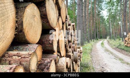Stacked logs beside a dirt path in a forest. Tall trees surround the area, creating a natural setting. The scene conveys themes of forestry and nature Stock Photo