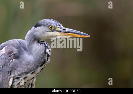 Great blue heron Stock Photo