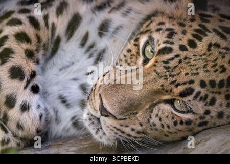 Amur leopard Stock Photo