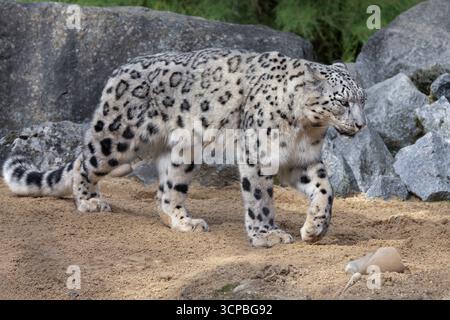 Snow leopard Stock Photo