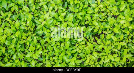 Fresh green leaves top view, relaxing nature pattern, vibrant foliage ecology background, natural texture abstract design, peaceful environment Stock Photo