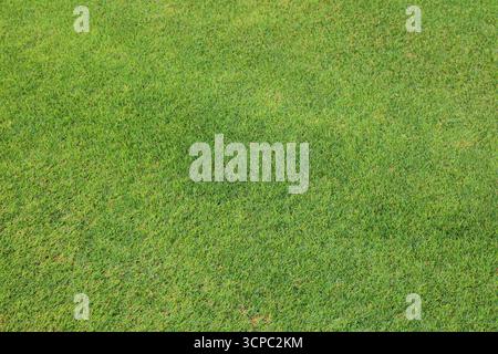 Golf grass photo. Texture of green grass groomed surface. Natural green background. Stock Photo