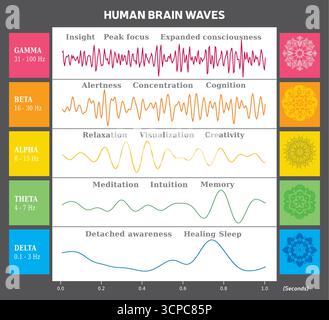 Human brain waves diagram in different wave frequencies, a neurologist ...