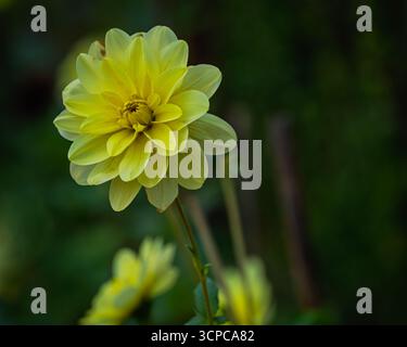 A close-up photo of a bright yellow dahlia in an English garden. Stock Photo
