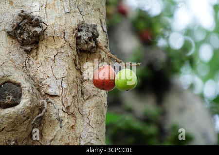 Red and green cluster figs on a tree in the forest Stock Photo