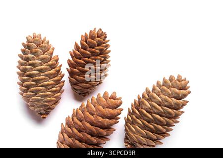 Four fir tree cones isolated on white background, top view, copy space. Picea pungens cones, design elements, border. Stock Photo