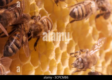 The photograph shows bees working on a honeycomb, which is composed of hexagonal cells made of beeswax. Showcasing the intricate structure and coopera Stock Photo