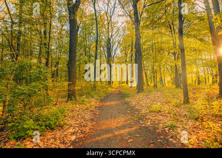 Autumn forest path winding through golden trees with sunrays and soft sunset light. Scenic seasonal woodland nature. Peaceful hiking trail fall Stock Photo