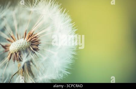 Fluffy white dandelion blowball soft macro on muted green yellow bokeh. Backlit wild flower seed head. Botanical sunset nature floral spring summer Stock Photo