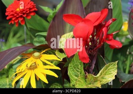 large bold red, bright yellow blossoms against reddish dark-brown maroon leaves (macro, close-up) Stock Photo