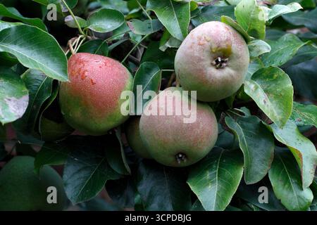 Heritage Pear 'Bellisime d'hiver' Late 1600s Stock Photo