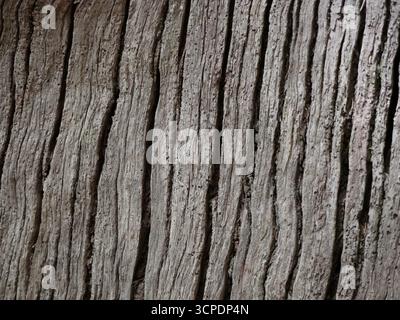 Close-up of weathered tree bark showing rough natural texture with deep vertical lines and organic patterns. Ideal for backgrounds, nature designs, wo Stock Photo