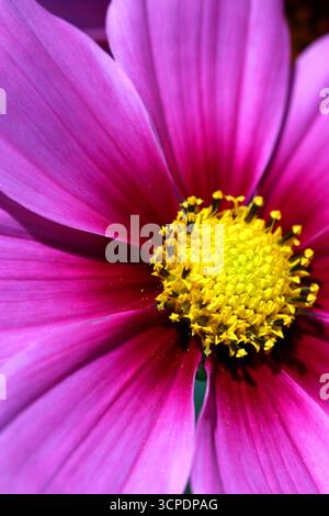 Macro image of a Cosmos bipinnatus Dazzler flower featuring yellow central stamens surrounded by bright pink petals. Colourful, bold image. Stock Photo
