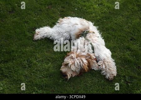 A Young Second Generation Cockapoo crossbreed between a Cocker Spaniel and a Poodle laying on the Grass Stock Photo