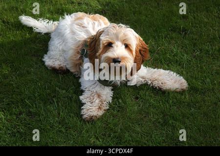 A Young Second Generation Cockapoo crossbreed between a Cocker Spaniel and a Poodle laying on the Grass Stock Photo