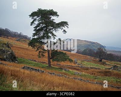 landscape featuring single majestic Scots Pine tree (Pinus sylvestris) with golden bracken & broken dry-stone wall  in Eden Valley Cumbria, England,UK Stock Photo