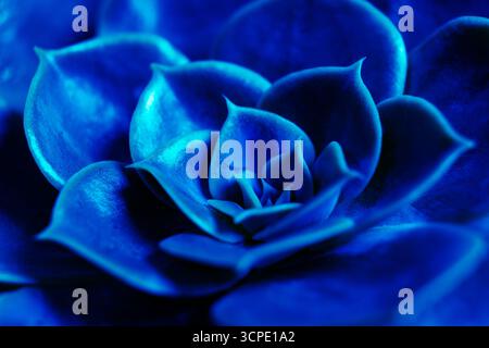 Succulent plant cactus. Vibrant blue echeveria lilacina, common name ghost echeveria. Fractal succulent leaves bloom. Symmetrical pattern Stock Photo