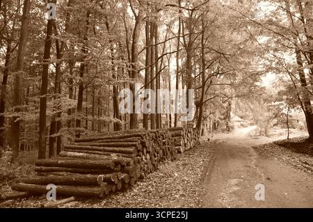 Forest road with stacked timber logs along the path in the Las Murckowski forest, Poland. Sepia-toned autumn landscape. Stock Photo