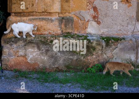 Two stray cats walking on stone wall in Sicily Italy. Mediterranean street cats on traditional limestone barrier. Villa Palagonia, Bagheria, Italy Stock Photo