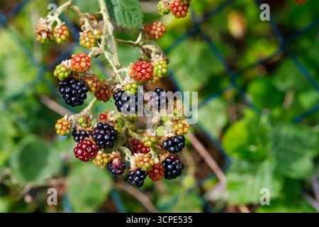 Close-up of ripening blackberries on a thorny branch, showing green, red, and black berries, against a blurred green background with a wire fence. Stock Photo