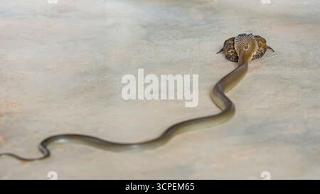Indian Cobra Naja Naja In A Defensive Posture Showing Markings On The 