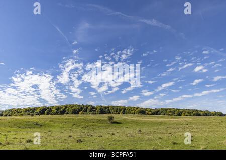 Pristine landscape in the Swabian Alb biosphere reserve with blue skies and small clouds. The former Muensingen military training area is an important Stock Photo