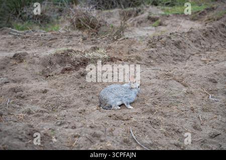 Wild grey rabbit sitting on a muddy dirt track with deep tire treads and bushes. Two wild rabbits resting Stock Photo