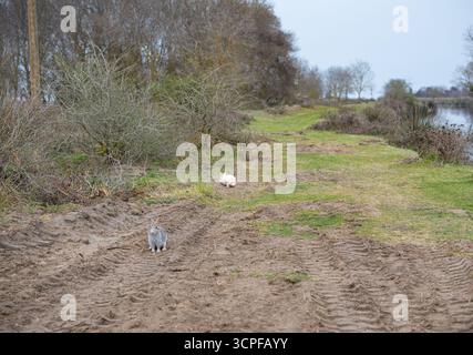 Wild grey rabbit sitting on a muddy dirt track with deep tire treads and bushes. Two wild rabbits resting Stock Photo