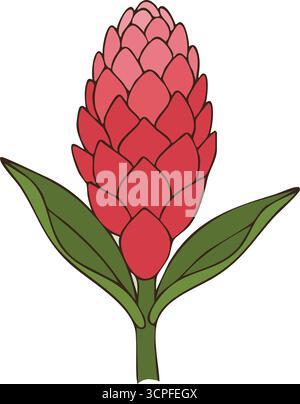 A bold red torch ginger inflorescence rises from a stem flanked by wide green leaves Stock Vector
