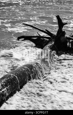 Waves on washed up tree on a beach Stock Photo