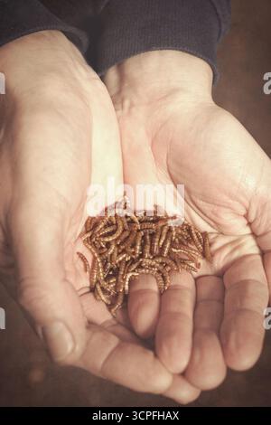 Lonely old man eating dried insects as his meal in forest Stock Photo