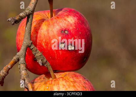 Two ripe red apples, slightly blemished, dangle from a thin branch against a blurred background, showcasing the beauty and imperfections of autumn har Stock Photo