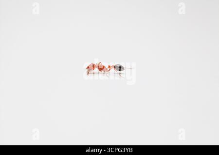 Side view of a worker ant on solid white background Stock Photo