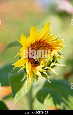 Bumblebee gathering nectar on blooming yellow sunflower Stock Photo