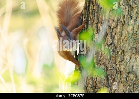 Red squirrel on tree Stock Photo