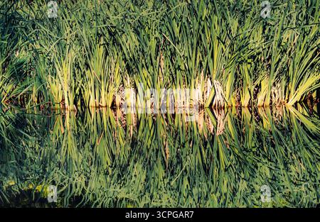 Reeds reflected in water Stock Photo