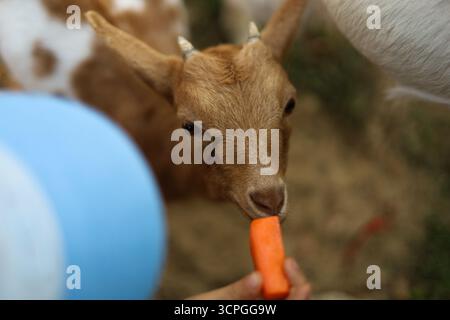 Goat eating a carrot from hand at a farm. High quality photo Stock Photo