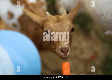 Goat eating a carrot from hand at a farm. High quality photo Stock Photo